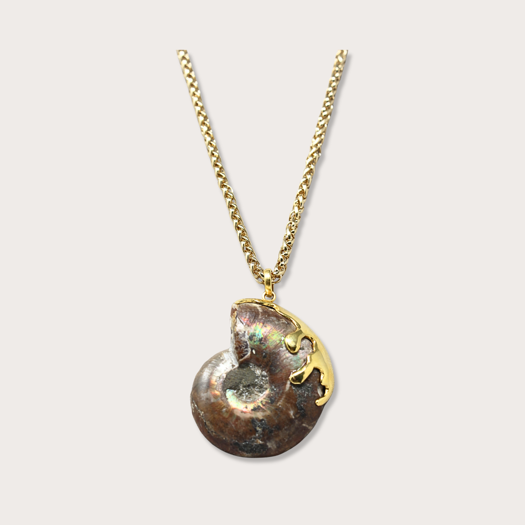 Fossil Ammonite